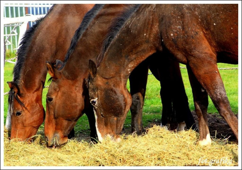 seria konie ... trzej bracia , jeden za wszystkich wszyscy za jednego #konie