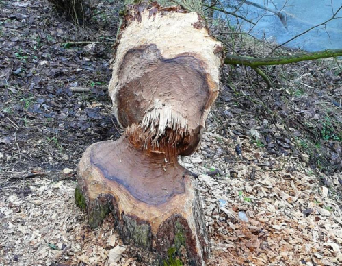 Widac pracę sprawców. #bobry #drzewo