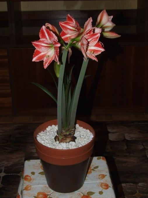 odmiana 'Fairytale' - 9 kwietnia 2009 #amarylis #Hippeastrum #hydroponika #Fairytale