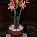 odmiana 'Fairytale' - 9 kwietnia 2009 #amarylis #Hippeastrum #hydroponika #Fairytale