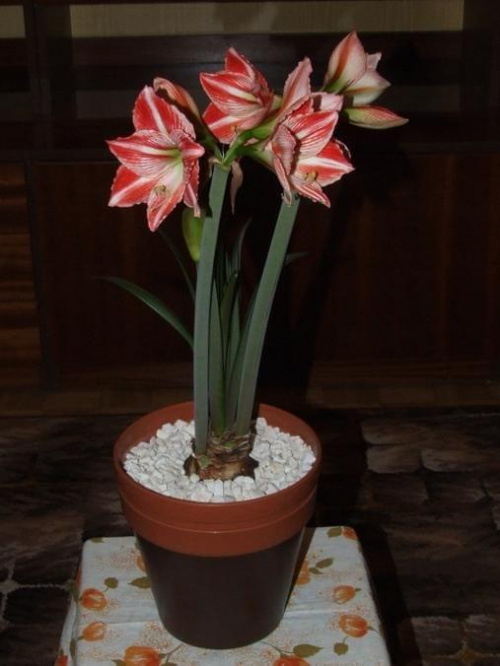 odmiana 'Fairytale' - 9 kwietnia 2009 #amarylis #Hippeastrum #hydroponika #Fairytale