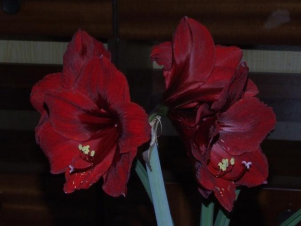 odmiana 'Benfica' - 11 kwietnia 2009 (trzeci pęd) #amarylis #Hippeastrum #hydroponika #Benfica