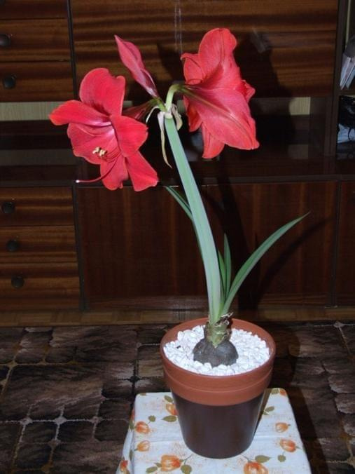 odmiana 'Rilona' - 11 kwietnia 2009 #amarylis #Hippeastrum #hydroponika #Rilona