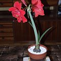 odmiana 'Rilona' - 11 kwietnia 2009 #amarylis #Hippeastrum #hydroponika #Rilona