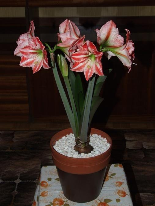 odmiana 'Fairytale' - 11 kwietnia 2009 #amarylis #Hippeastrum #hydroponika #Fairytale