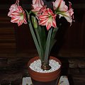 odmiana 'Fairytale' - 11 kwietnia 2009 #amarylis #Hippeastrum #hydroponika #Fairytale