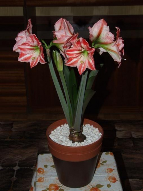 odmiana 'Fairytale' - 11 kwietnia 2009 #amarylis #Hippeastrum #hydroponika #Fairytale