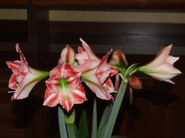 odmiana 'Fairytale' - 9 kwietnia 2009 #amarylis #Hippeastrum #hydroponika #Fairytale