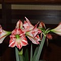 odmiana 'Fairytale' - 9 kwietnia 2009 #amarylis #Hippeastrum #hydroponika #Fairytale