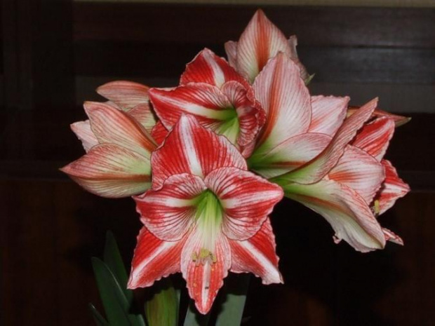 odmiana 'Fairytale' - 9 kwietnia 2009 #amarylis #Hippeastrum #hydroponika #Fairytale