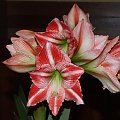 odmiana 'Fairytale' - 9 kwietnia 2009 #amarylis #Hippeastrum #hydroponika #Fairytale