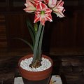 odmiana 'Fairytale' - 9 kwietnia 2009 #amarylis #Hippeastrum #hydroponika #Fairytale