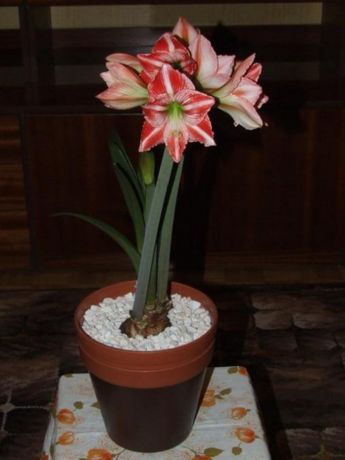 odmiana 'Fairytale' - 9 kwietnia 2009 #amarylis #Hippeastrum #hydroponika #Fairytale