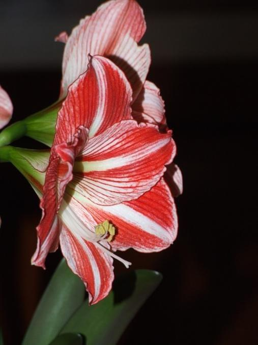 odmiana 'Fairytale' - 11 kwietnia 2009 #amarylis #Hippeastrum #hydroponika #Fairytale