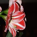 odmiana 'Fairytale' - 11 kwietnia 2009 #amarylis #Hippeastrum #hydroponika #Fairytale