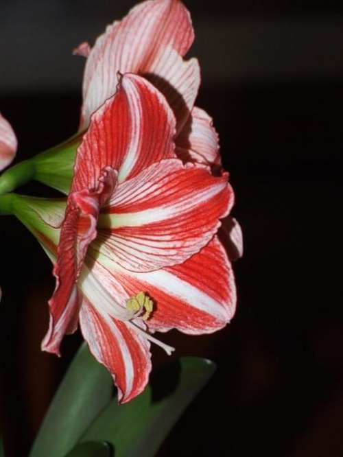 odmiana 'Fairytale' - 11 kwietnia 2009 #amarylis #Hippeastrum #hydroponika #Fairytale