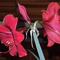 odmiana 'Rilona' - 11 kwietnia 2009 #amarylis #Hippeastrum #hydroponika #Rilona