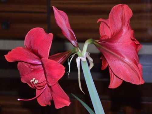 odmiana 'Rilona' - 11 kwietnia 2009 #amarylis #Hippeastrum #hydroponika #Rilona