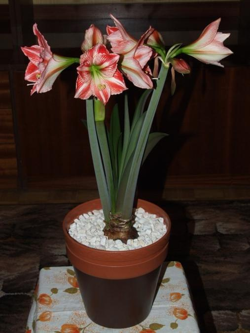 odmiana 'Fairytale' - 9 kwietnia 2009 #amarylis #Hippeastrum #hydroponika #Fairytale