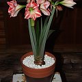 odmiana 'Fairytale' - 9 kwietnia 2009 #amarylis #Hippeastrum #hydroponika #Fairytale