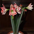 odmiana 'Fairytale' - 9 kwietnia 2009 #amarylis #Hippeastrum #hydroponika #Fairytale