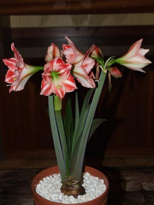 odmiana 'Fairytale' - 9 kwietnia 2009 #amarylis #Hippeastrum #hydroponika #Fairytale