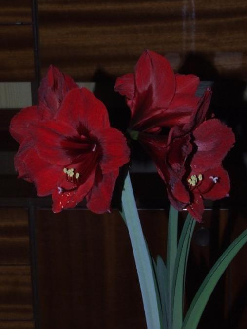 odmiana 'Benfica' - 11 kwietnia 2009 (trzeci pęd) #amarylis #Hippeastrum #hydroponika #Benfica