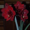 odmiana 'Benfica' - 11 kwietnia 2009 (trzeci pęd) #amarylis #Hippeastrum #hydroponika #Benfica