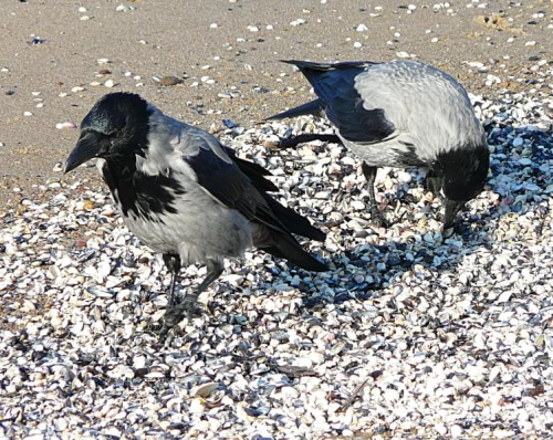Plaża przy molo, wrony siwe. #ptaki #wrony