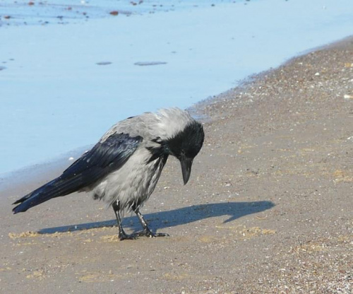 Międzyzdroje plaża jak poprzednio, wrona siwa. Pewnie nad czymś się zastanawia. #ptaki #wrony