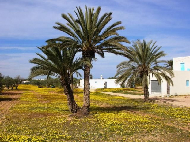 Dżerba (Tunezja)
