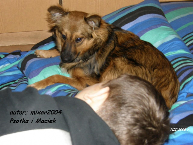 suczka Psotka - grudzień 2008 r #pies #psy #suka #suczka #pupil #PrzyjacilCzłowieka #hobby #PasjaZamiłowanie #ZwierzętaDomowe #PiesWDomu #PrzyjacielRodziny #wierność #zaufanie #bystry58
