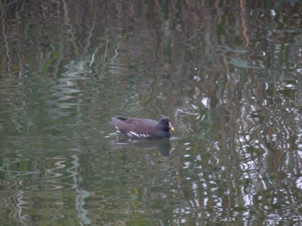 Kokoszka (kurka wodna)