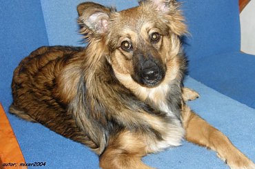 suczka Psotka - grudzień 2008 r #pies #psy #suka #suczka #pupil #PrzyjacilCzłowieka #hobby #PasjaZamiłowanie #ZwierzętaDomowe #PiesWDomu #PrzyjacielRodziny #wierność #zaufanie #bystry58