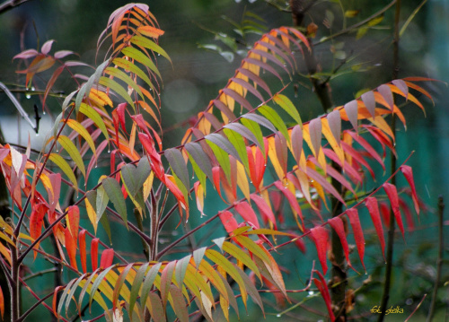 ogródkowe kolory ... #ogród #jesień #liście #SumakOctowiec #PoDeszczu