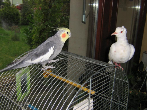 Pipi (sierpówka albinos) i Orka (papuga nimfa)