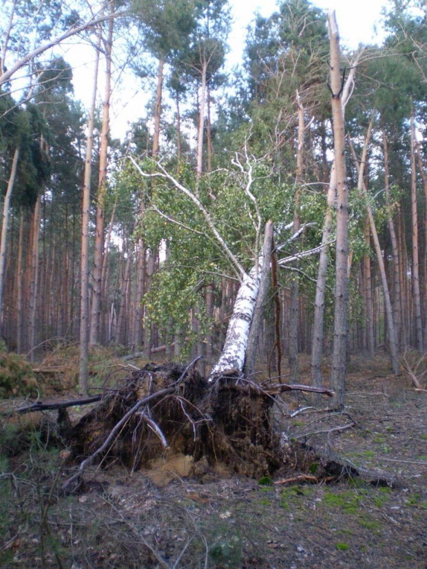 Las w Piaskach Wielkopolskich po nawałnicy z 23 lipca 2009 roku .