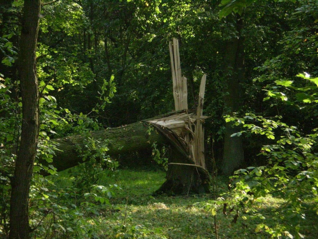 Park w Zimnowodzie po nawałnicy