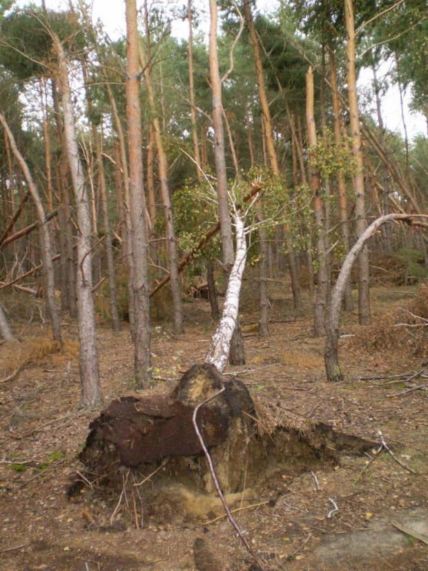 Las w Piaskach Wielkopolskich po nawałnicy z 23 lipca 2009 roku .