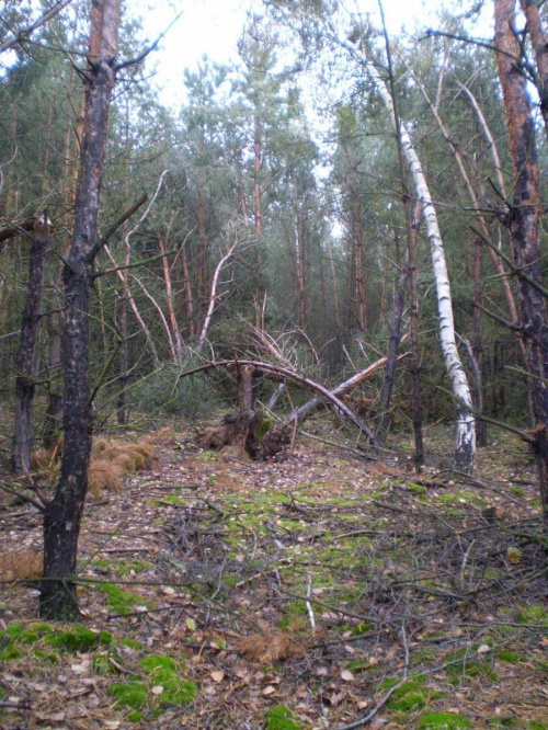 Las w Piaskach Wielkopolskich po nawałnicy z 23 lipca 2009 roku .