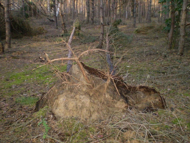 Las w Piaskach Wielkopolskich po nawałnicy z 23 lipca 2009 roku .