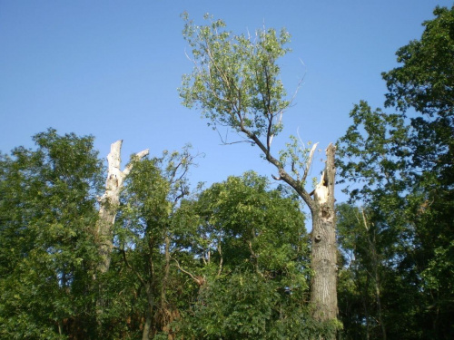 Park w Zimnowodzie po nawałnicy