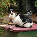 dzisiaj na cmentarzu ten kot leżący na mokrej ławce robił niesamowite wrażenie