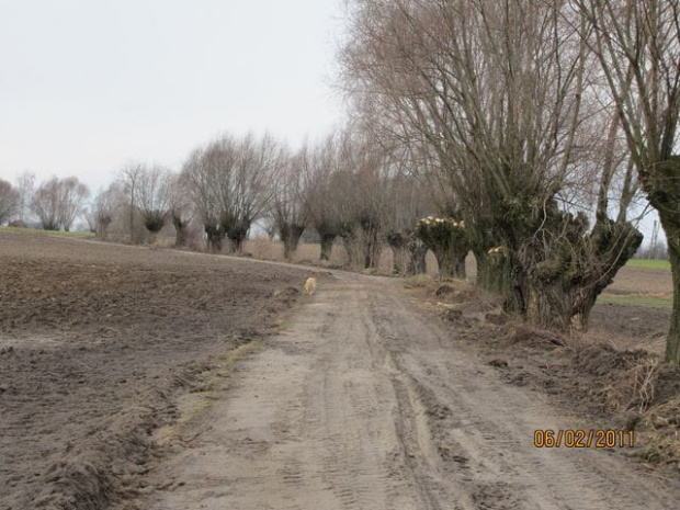 Zaczynają sie postrzyżyny wierzb