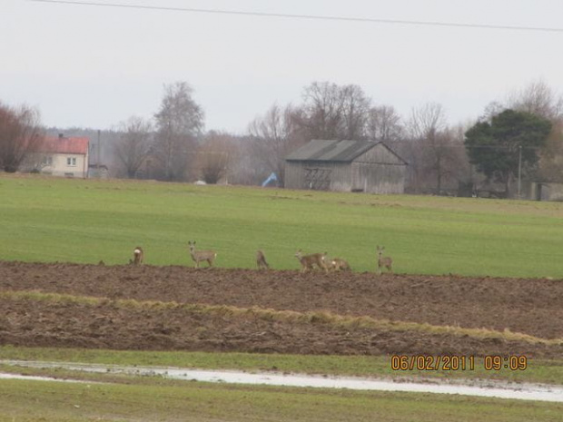 Stadko urzęduje od rana