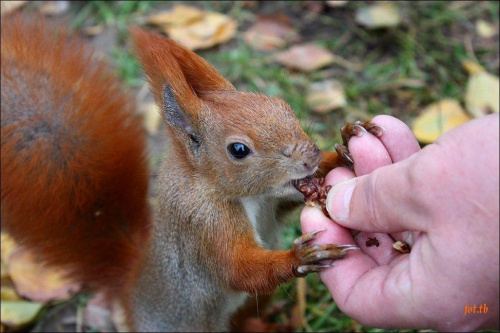 Sesja z wiewiórką...Tadeuszowi (mąż) nie tylko sikorki jedzą z ręki...;))