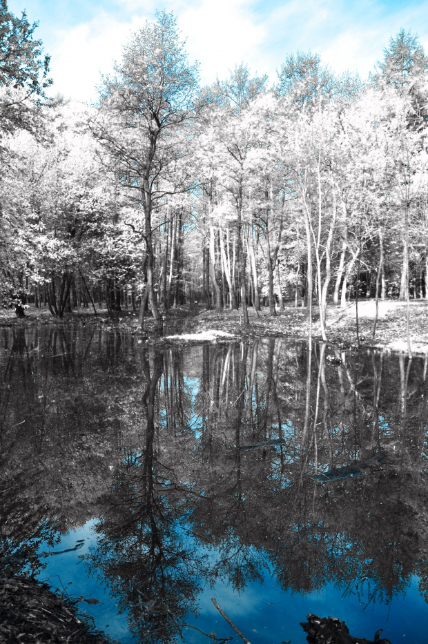 #infrared #podczerwień #photoshop #las #woda #drzewa