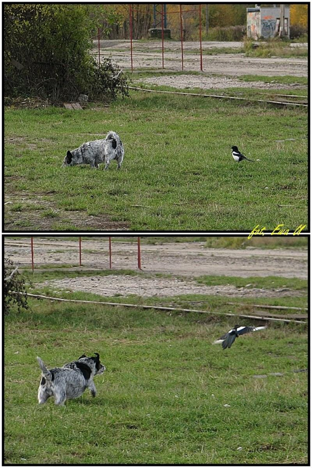 sroka najpierw zaczepiała, potem w panice wiała :)