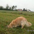 Dawno już żadnych wykopków nie było