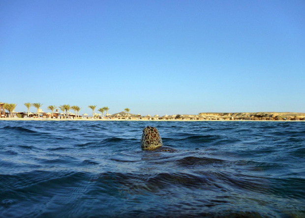 Morze Czerwone - zatoka Abu Dabab